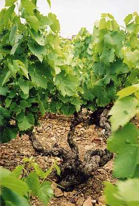 Vigne centenaire au Chateau de la Bottière - Vins Perrachon